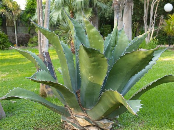 Agave Ferox